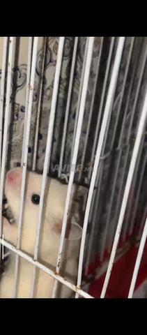 هامستر أنثى أليفة للبيع 🐹 - 2