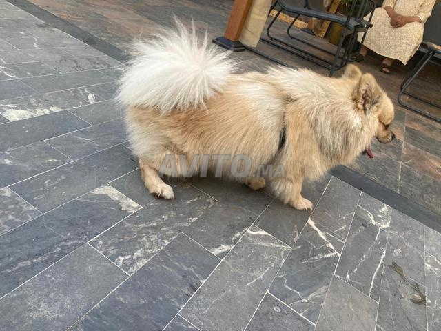 Magnifique spitz pomeranian avec carnet - 2