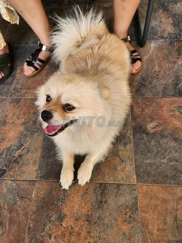 Magnifique spitz pomeranian avec carnet