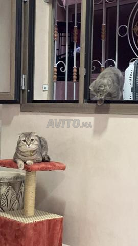 Couple Scottish Fold importé de Russie - 2