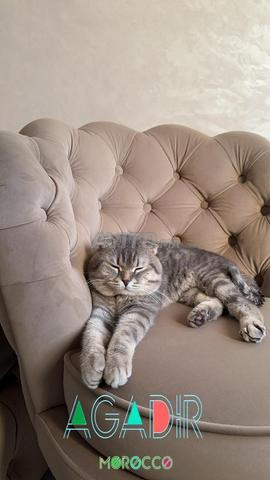 Couple Scottish Fold importé de Russie