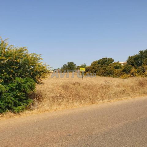 Terrain Agricole titré Ait Abbou Khemisset