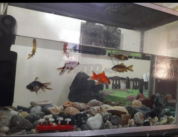 Aquarium - 2