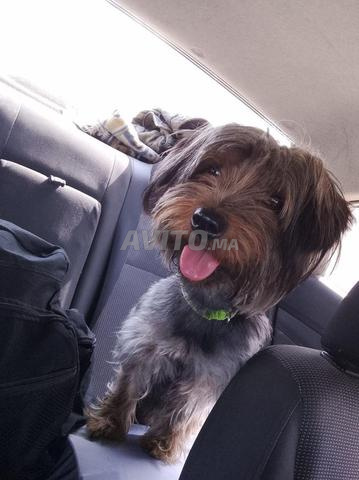 Yorkie femelle - 2