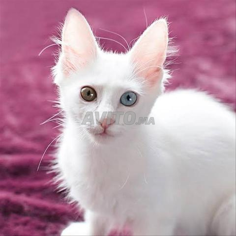 Chat Siamois et Angora Turc - 2