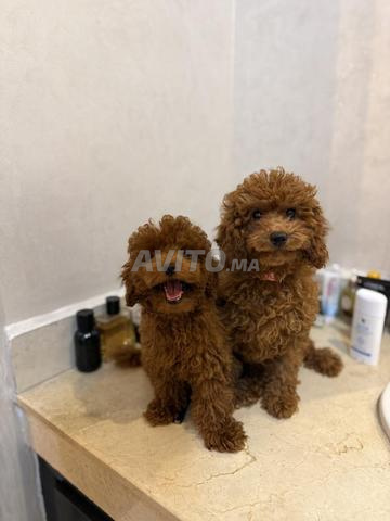 Caniche toy