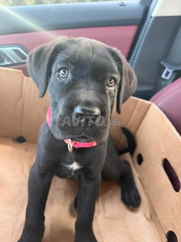 Femelle 2 mois cane corso