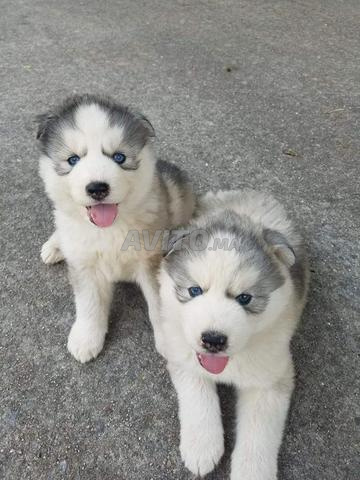 Husky Malamute - 2