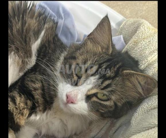 Chatte à adopter vaccinée et stérilisée - 2