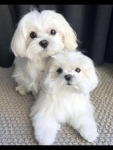 Bichon Havanais - 2