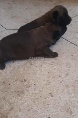 Chiots Malinois - 2