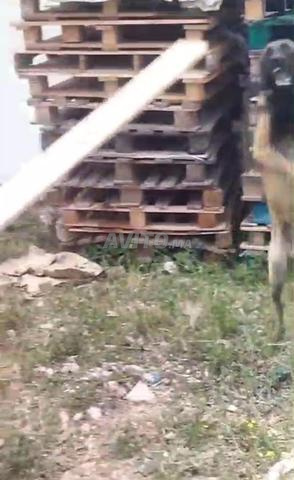 Chien Malinois - 2