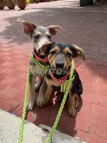 Dobermans - 2