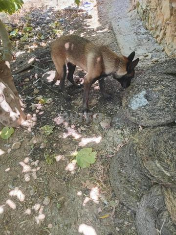Chien Malinois