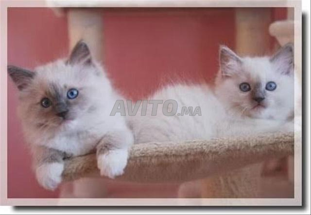 Magnifique bébé chat Ragdoll poilu - 2