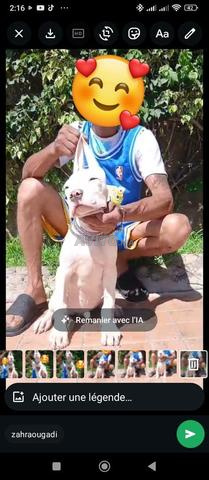 Mâle Dogue Argentin 3 mois - 2