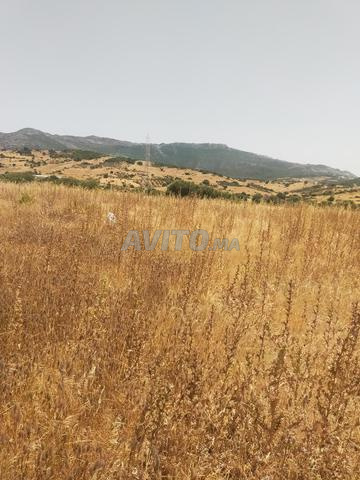 خميس أنجرة - 2