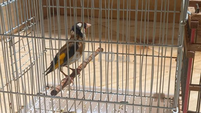 جدار خلوي مزخرف بسعر جيد - 2