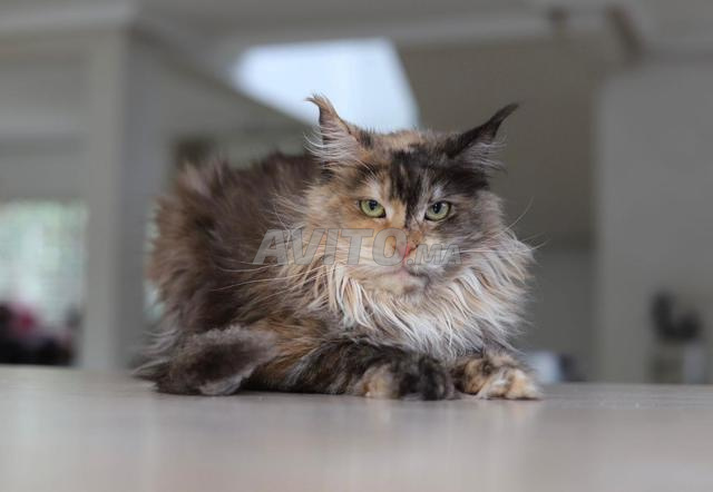 Maine Coon d'Exception black tortie