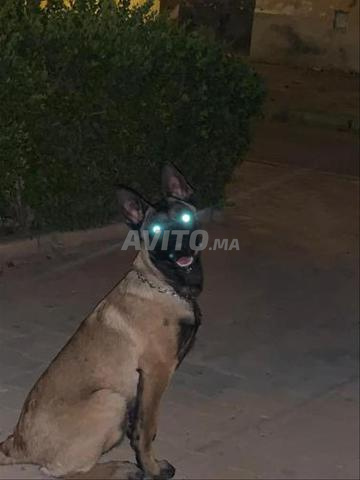كلب بصحة جيدة في زنقة 10 - 2