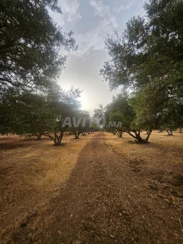 أرض مسجلة 1769م2 18 شجرة زيتون عين السمار