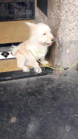 Adoption chien - 2