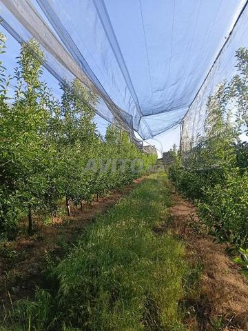 Hectare et demi planté - 2