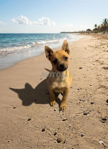 Pinscher chiot - 2