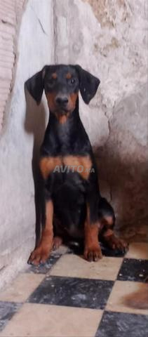 Chiot doberman Européen - 2