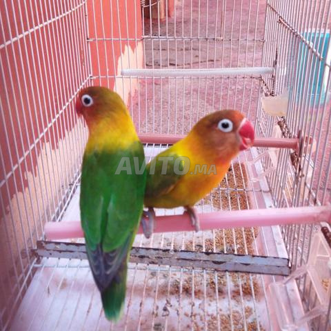 Couple Fischer - 2