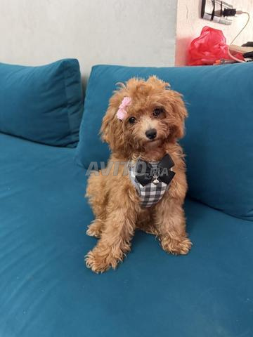 Poodle toy - 2