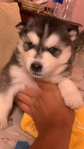 2 chiots husky yeux bleus mâle et femelle - 2