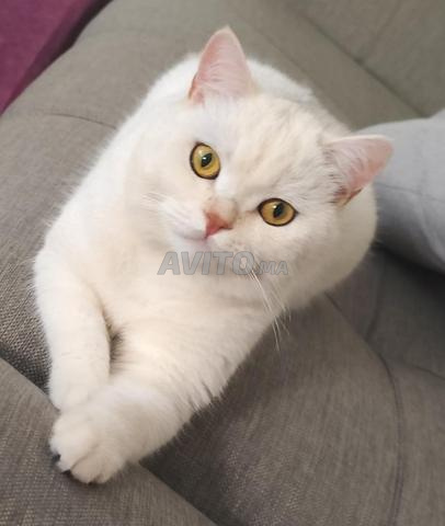 سكوتش ستريت مخصي ومطعم - 2