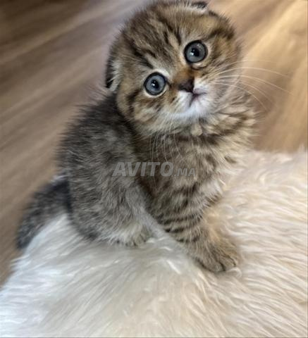 Scottish Fold 💯 pur