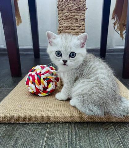 British Shorthair couleur argent 🤍