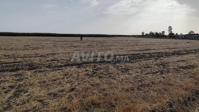 1.15 ha milkiya à mallila Benslimane - 2