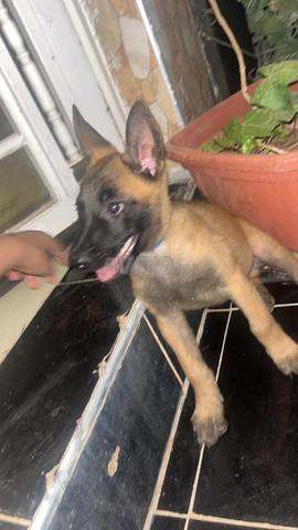 Malinois charbonné endo 2 mois première piqûre - 2