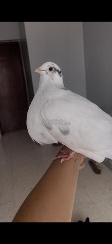 حمام سيبيانوس - 2