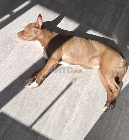 Chien à vendre