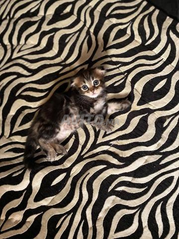 🐯🐱 سكوتش فولد مونامار - 2