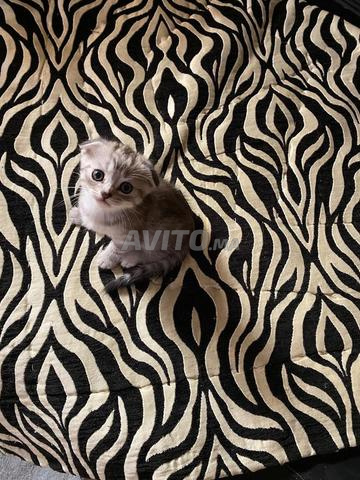🐱🐯 اسكتلندي مطوي وبريطاني - 2