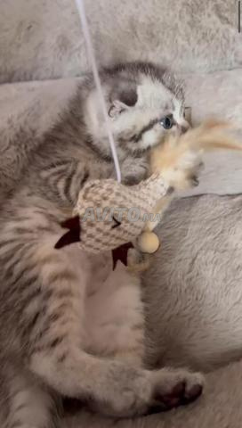 🐱🐯 اسكتلندي مطوي وبريطاني