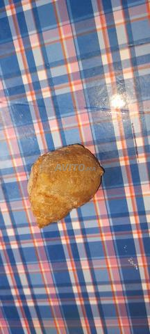 Escargot fossilisé