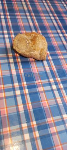 Escargot fossilisé - 2