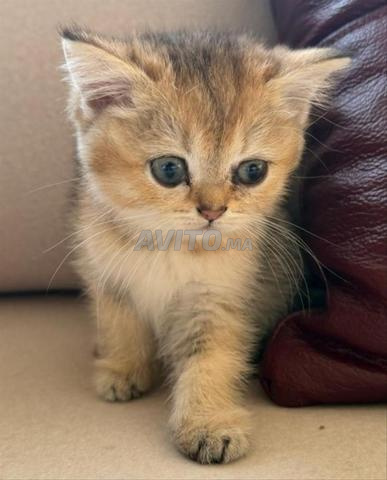 Chatons Scottish Straight avec Pedigree