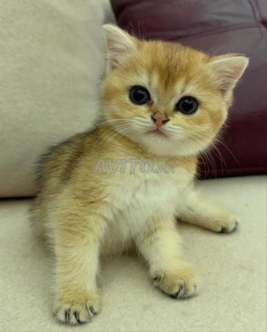 Chatons Scottish Straight avec Pedigree - 2