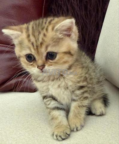 Chatons Scottish Straight avec Pedigree