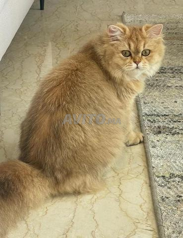 Chatons Scottish Straight avec Pedigree