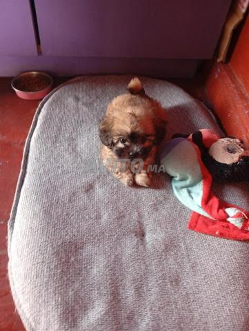 Chiot bichon femelle - 2