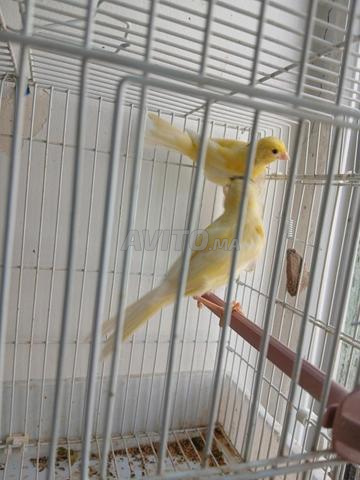 Canari malinois - 2